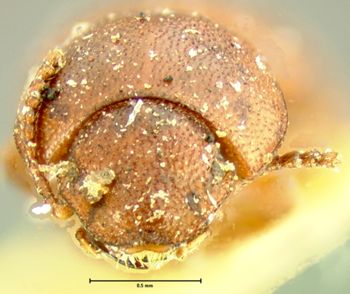Media type: image;   Entomology 4511 Aspect: head frontal view